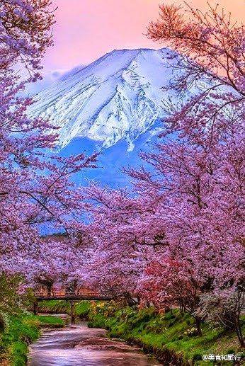 日本。樱花。富士山