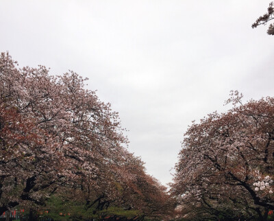 2015.4.4 上野行