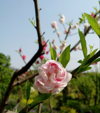 桃花开正好，你去看了吗？