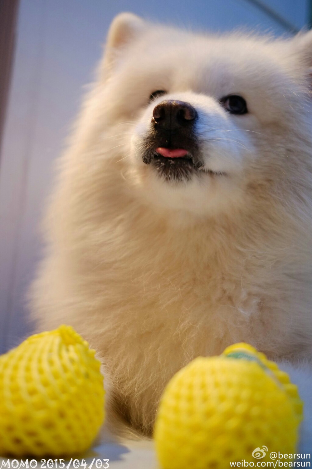momo @bearsun 可爱 萌宠 狗 动物 呆萌 摄影 软二