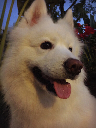 【大菇凉】【世界的软肋】萌宠 宠物 动物 猫 萨摩耶 妞妞 萌 可爱 呆软 端午 端妃 端胖 马建国一米五@回忆专用小马甲