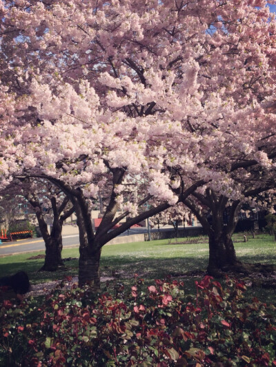 Missing the cherry blossom in Vancouver❤️❤️