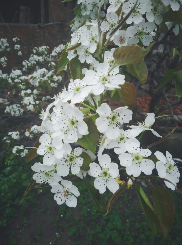 一树梨花压海棠