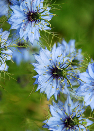 黑种草Nigella damascena.原产于地中海地区。可以长到1到2英尺(30到60厘米)高。果实是球状的蒴果。种子多数，扁三棱形，黑色，表面粗糙或有小点。花期6–7月，果期8月。种子含有固定油，其主要成分是皂角甙，此外尚有少量(约1%)的挥发油。为印度、埃及、希腊和土耳其人常用的调料。 有驱除胃肠寄生虫及催乳的作用。药用功效：益气养心；祛风止咳。生日3月30日的代表花是 黑种草。花语： 无尽的思念...