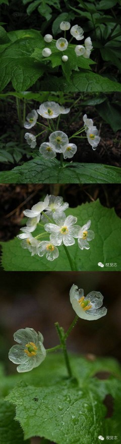 山荷叶 雨后花瓣会变透明