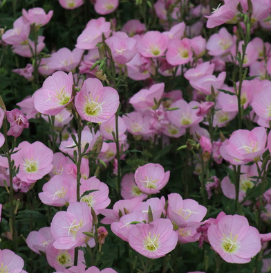 月见草Oenothera biennis.别称待霄草、山芝麻、野芝麻。它是本世纪发现的最重要的营养药物。可治疗多种疾病，调节血液中类脂物质，对高胆固醇、高血脂引起的冠状动脉梗塞、粥样硬化及脑血栓等症有显著疗效。原产北美…