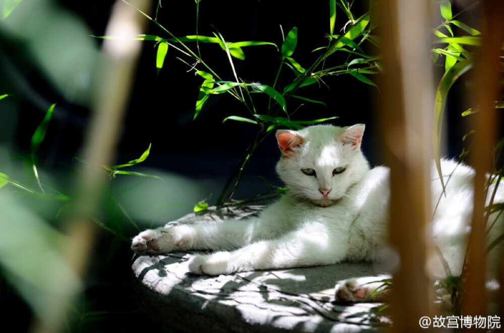 紫禁城 生灵 立秋后午憩的猫咪 照片取自@故宫博物院