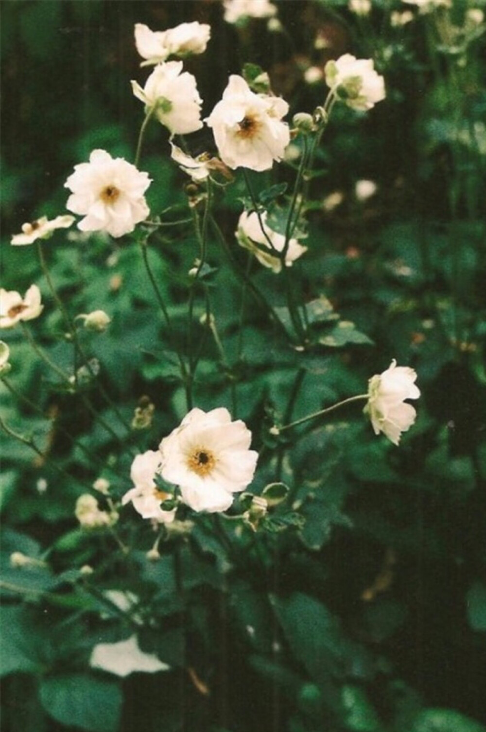 治愈系暗色调花卉植物