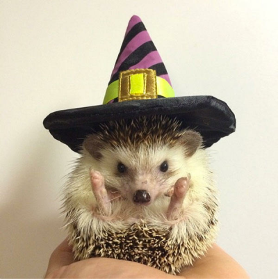 撒娇的刺猬最好命。