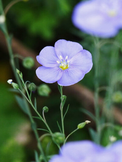 宿根亚麻Linum perenne L.株高40～50cm，基部多分枝，茎丛生、直立而细长。聚伞花序顶生或生于上部叶腋，花梗纤细，花瓣5枚，淡蓝色。生于干旱草原、沙砾质干河滩和干旱的山地阳坡疏灌丛或草地，海拔高度达4100米。…