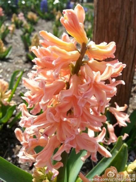  【石之若璞-花事-春日觅花影】风信子~拉丁学名Hyacinthus orientalis L.~别称：洋水仙、西洋水仙、五色水仙、时样锦~百合科-风信子属~