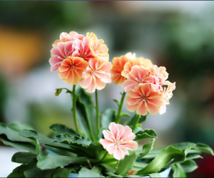 露薇花Lewisia cotyledon.别名琉维草。花期早春至夏。生长在陡峭的石头山坡和岩石的垂直缝隙中。近些年作为以高山植物为主的岩石园的新宠，渐渐地在园艺爱好者中流行开来。露薇花有着色彩非常亮丽的花簇，绽放在莲座状叶从的顶端，端庄而艳丽。深得园艺爱好者的喜爱。花语：童话般的爱...