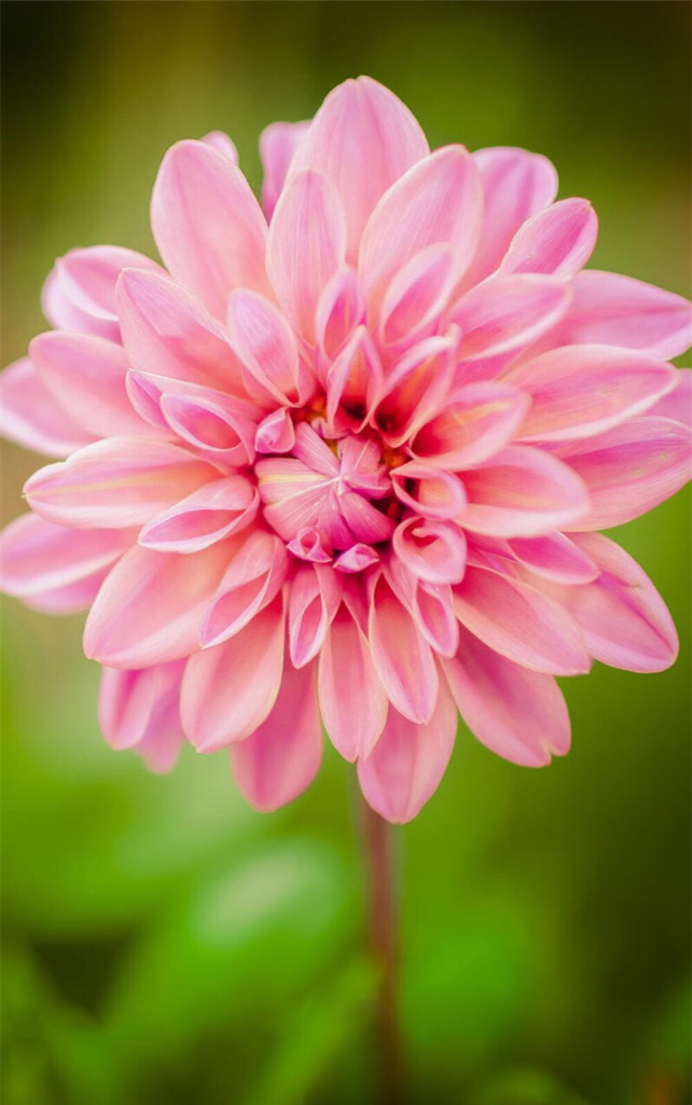 美丽清新的花卉