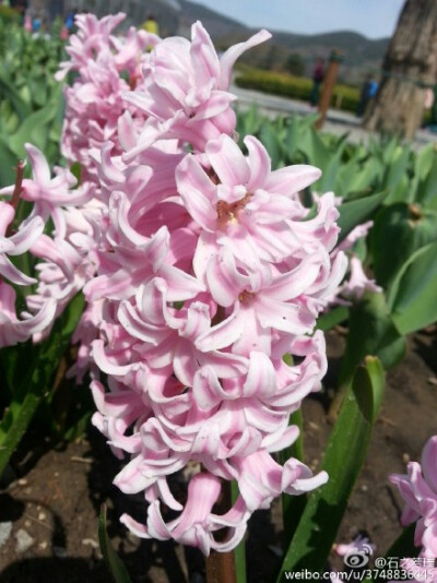  【石之若璞-花事-春日觅花影】风信子~拉丁学名Hyacinthus orientalis L.~别称：洋水仙、西洋水仙、五色水仙、时样锦~百合科-风信子属~