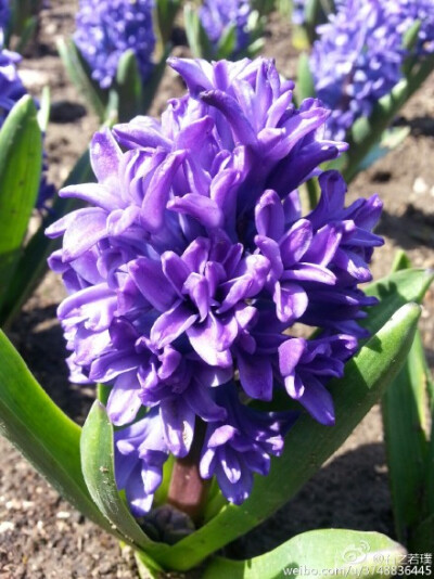  【石之若璞-花事-春日觅花影】风信子~拉丁学名Hyacinthus orientalis L.~别称：洋水仙、西洋水仙、五色水仙、时样锦~百合科-风信子属~