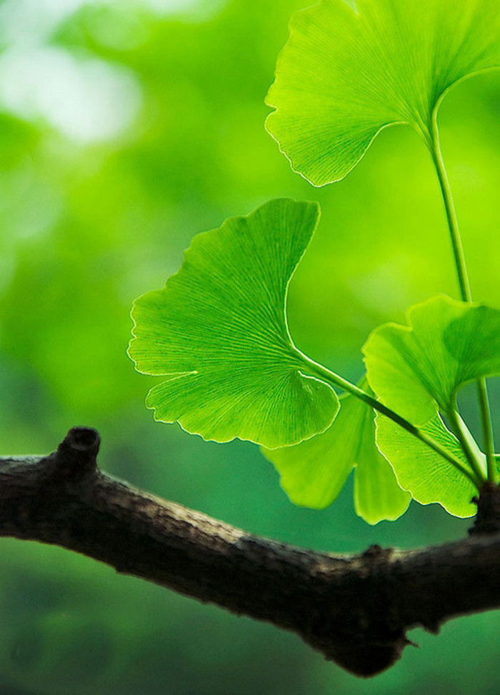 银杏Ginkgo biloba L.银杏 生长较慢，寿命极长，自然条件下 银杏从栽种到结果要二十多年，四十年后才能大量结果，因此别名“公孙树”，有“公种而孙得食”的含义，是树中的老寿星，古称“白果”。银杏树具有欣赏，经济，药用价值，全身是“宝”。 银杏树是第四纪冰川运动后遗留下来的最古老的裸子植物，是世界上十分珍贵的树种之一，因此被当作植物界中的“活化石”。 世界上最大的银杏树在福泉，这棵银杏树是棵公树，树龄大约有6000年...