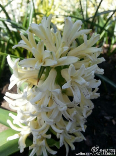  【石之若璞-花事-春日觅花影】风信子~拉丁学名Hyacinthus orientalis L.~别称：洋水仙、西洋水仙、五色水仙、时样锦~百合科-风信子属~