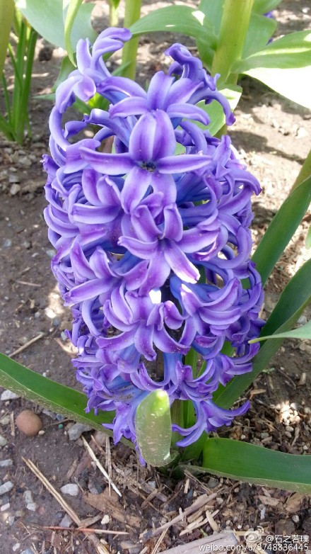  【石之若璞-花事-春日觅花影】风信子~拉丁学名Hyacinthus orientalis L.~别称：洋水仙、西洋水仙、五色水仙、时样锦~百合科-风信子属~