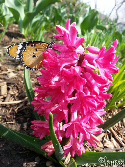  【石之若璞-花事-春日觅花影】风信子~拉丁学名Hyacinthus orientalis L.~别称：洋水仙、西洋水仙、五色水仙、时样锦~百合科-风信子属~