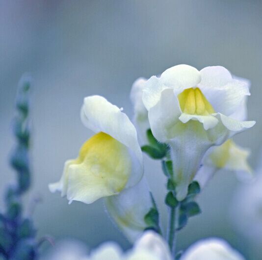 金鱼草Antirrhinum majus L.株高20～70厘米.总状花序，花冠筒状唇形，基部膨大成囊状，上唇直立，2裂，下唇3裂，开展外曲。有白、淡红、深红、肉色、深黄、浅黄、黄橙等色。原产于地中海地区.金鱼草因花状似金鱼而得名。同时，它也是一味中药，具有清热解毒、凉血消肿之功效。亦可榨油食用，营养健康。夏秋开放之花。金鱼草寓意有金有余，繁荣昌盛及活泼，是一种吉祥的花卉。花语:活泼热闹、傲慢、多嘴、好管闲事;欺骗;力量...