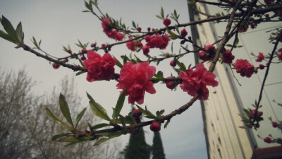 桃花，今年格外红