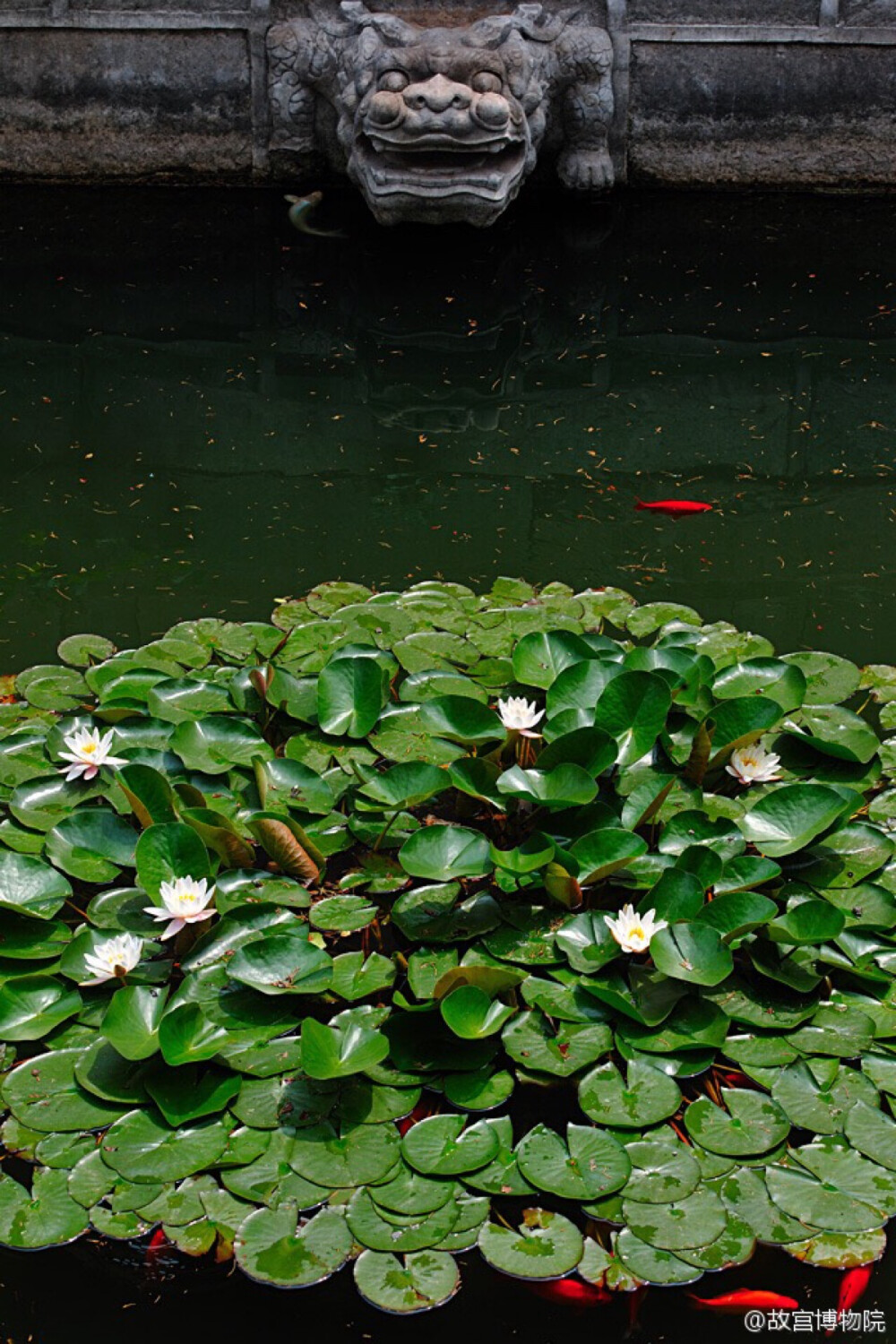 紫禁城 【夏至·莲·鲤】夏至太阳直射北回归线，在北半球是一年中白昼最长的一天。 照片取自@故宫博物院
