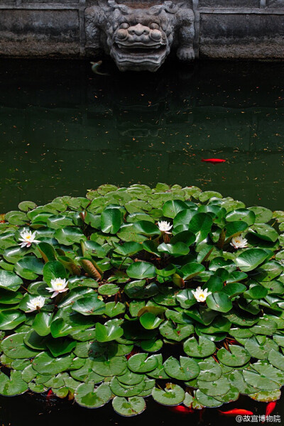 紫禁城 【夏至·莲·鲤】夏至太阳直射北回归线，在北半球是一年中白昼最长的一天。 照片取自@故宫博物院