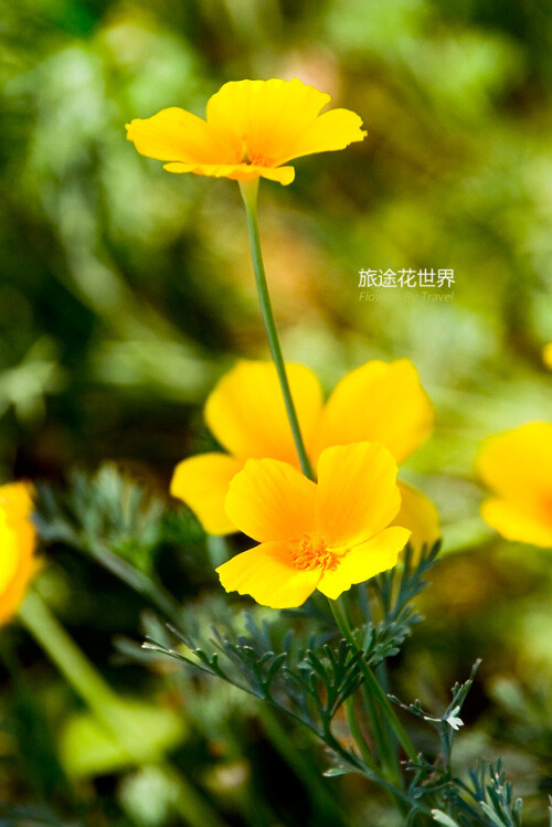 花菱草Eschscholzia californica.别称金英花、人参花， 洋丽春。原产美国加利福尼亚州。花期5-6月。花菱草茎叶嫩绿带灰色，花色鲜艳夺目。较耐寒，喜阳光，花多在阳光下开放，阴天及夜晚闭合。浇水不宜太多。警告：此植物有一定的毒性，直接接触其叶子可能会感觉瘙痒，起颗粒，严重时必须去看医师；将果子吃下去也许会引起呕吐，拉肚子等症状。花语：答应我，不要拒绝我...