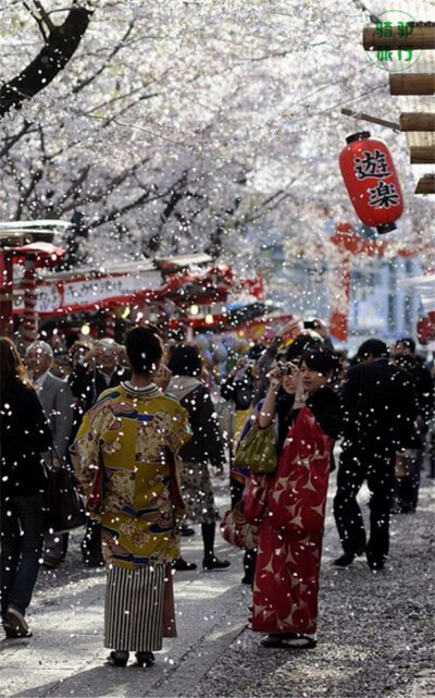 和喜欢的人一起看日本樱花雨吧