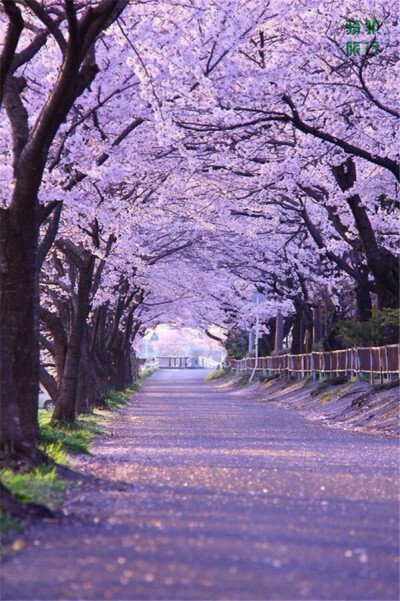 和爱的人一起去日本看樱花吧