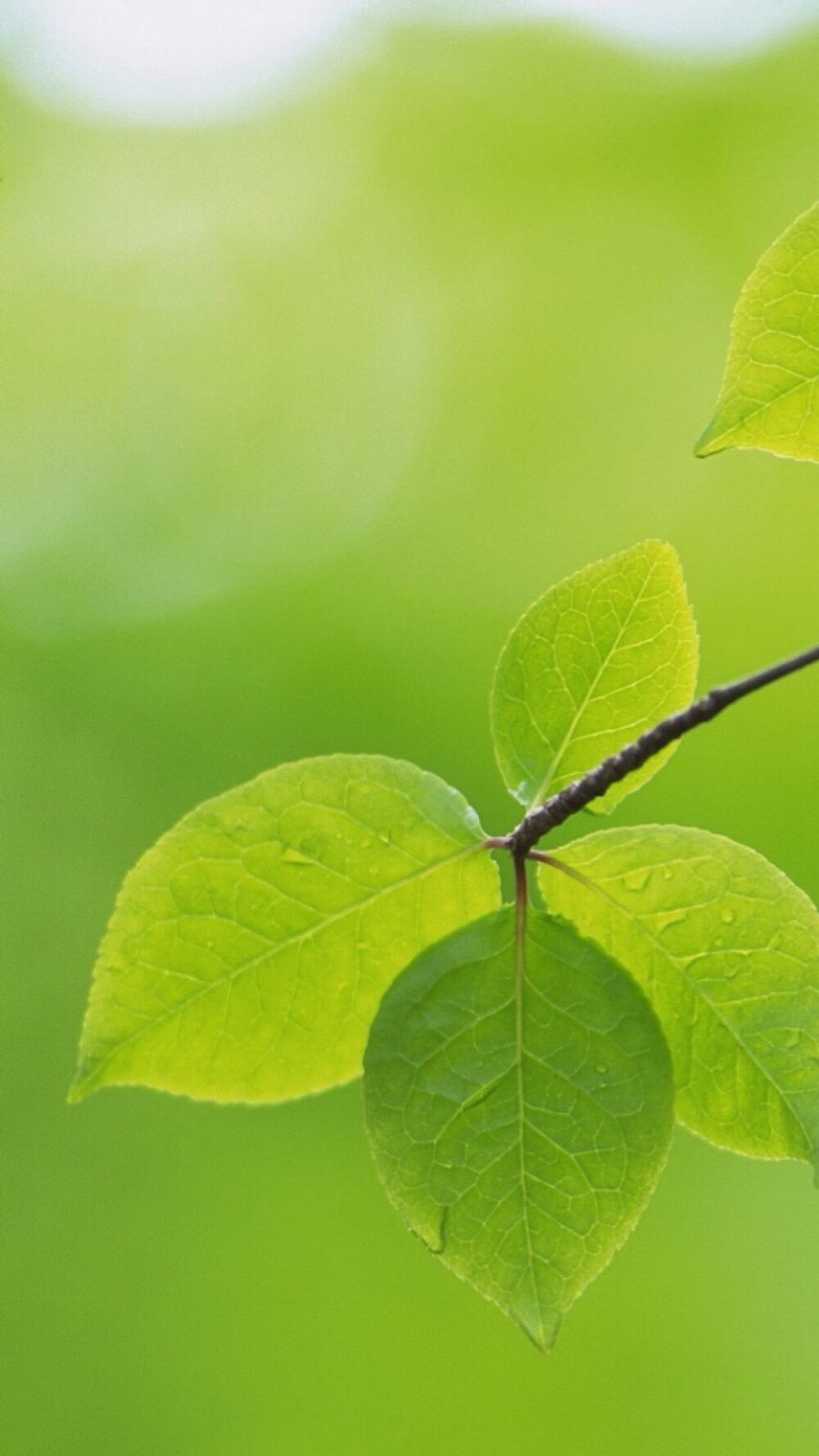 小清新養眼綠色植物 - 堆糖,美圖壁紙興趣社區