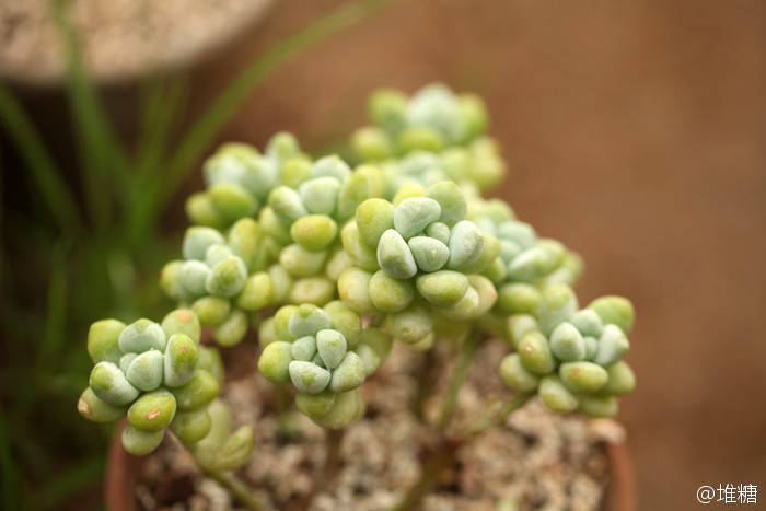 多肉植物