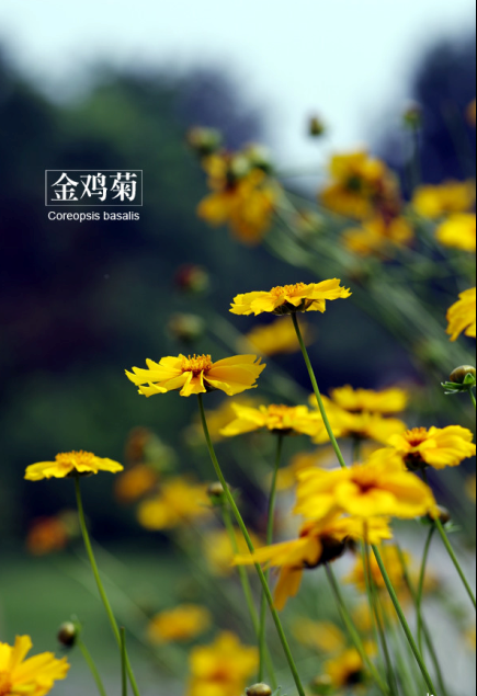 金鸡菊Coreopsis drummondii Torr. et Gray.别名：小波斯菊、金钱菊、孔雀菊。耐寒耐旱，对土壤要求不严，喜光，但耐半阴，适应性强，对二氧化硫有较强的抗性。原产美国南部。花箴言：有要求的人，才是有品味的人。金鸡菊很有灵性，积极勇敢地展示自己的美丽，对环境选择性也不高，这不仅是青春的写照，更暗合青年要自强不息、提高抗挫能力。所以，它很适合用来鼓舞年轻人的上进。花语：竞争心、上进心...