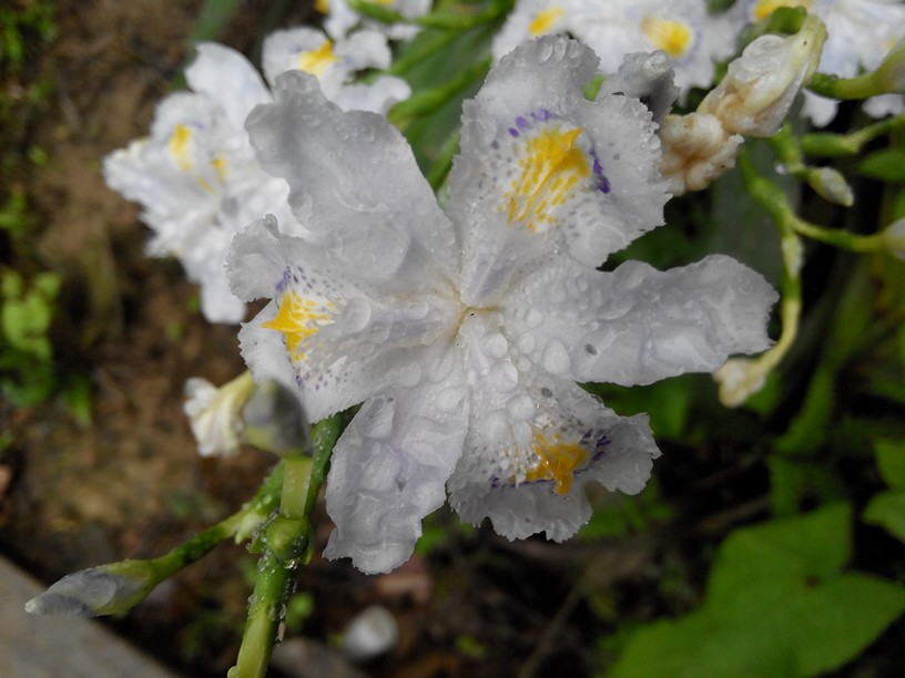 豆粑花，紫的，白的，美美的