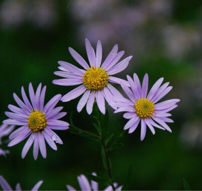 紫菀Aster tataricus L. f.别名：青苑、紫倩、小辫等；菊科紫菀属.高40-50厘米。是一味中药，有治风寒咳嗽气喘，虚劳咳吐脓血之功效。花期7-9月；果期8-10月。生于海拔400-2000米的低山阴坡湿地、山顶和低山草地及沼…