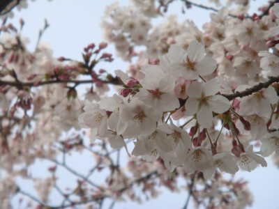 09年日本赏花游 岚山