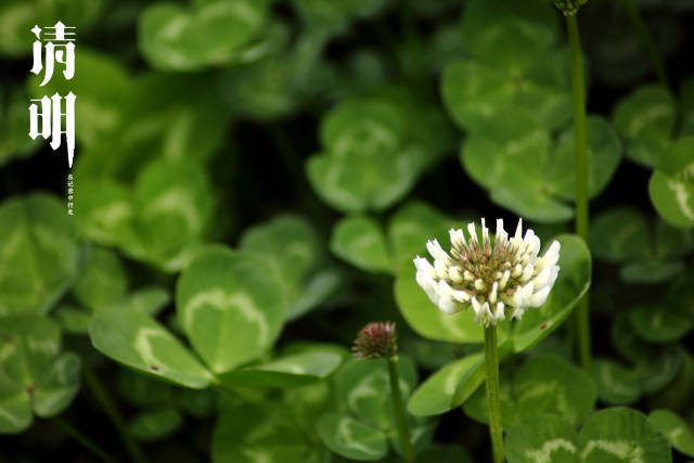 清明时节