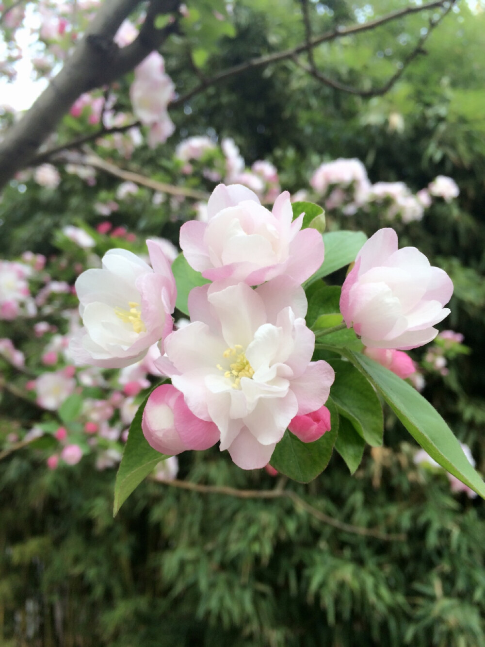 又是一年花季