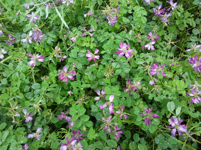 草籽花，旧时作肥料