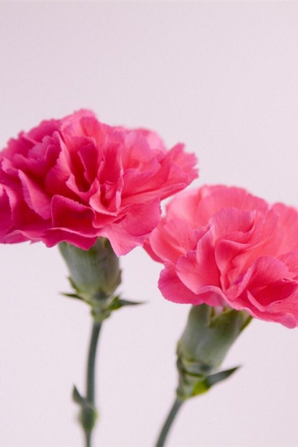 唯美好看的康乃馨