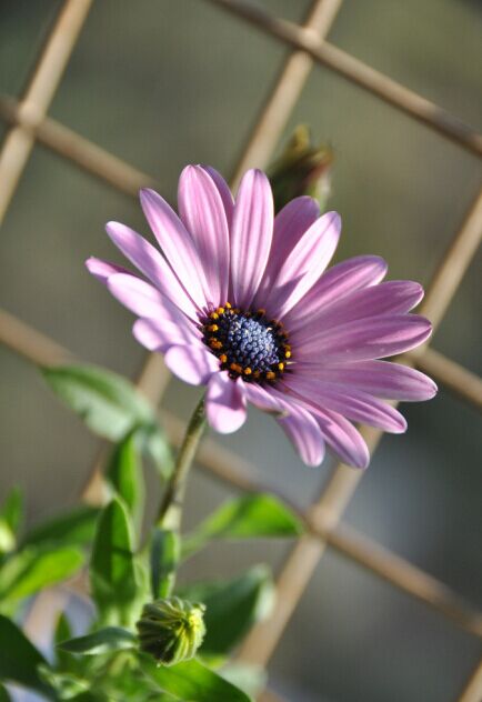 蓝眼菊Osteospermum.是菊科金盏花族下的一个属。蓝眼菊的学名是来自希腊文的“骨头”及拉丁文的“种子”。又名非洲雏菊、南非雏菊、海角雏菊及蓝眼雏菊等。蓝眼菊属下有约50个物种，都是产于非洲，其中35个于南部非洲及阿拉伯。它们是半耐寒性的植物，故此野生的蓝眼菊不能抵御冬天。花朵像雏菊，包含了管状花及舌状花，在枝上单独长出，有时也会呈聚伞花序。花语:神秘的美,脚下的天空...