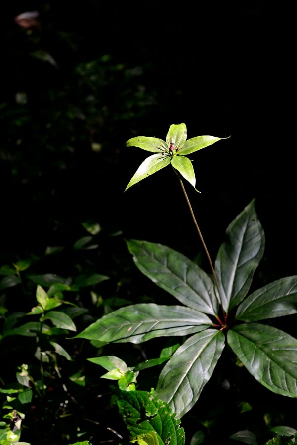 七叶一枝花Paris polyphylla.为百合科重楼属的植物。别名蚤休、蚩休，草河车，重台草，白甘遂，金线重楼，虫蒌，九道箍、鸳鸯虫，枝花头，螺丝七、七叶莲。其特征是由一圈轮生的叶子中冒出一朵花，花的形状像极了它的叶子。片数有个体差异、从4片到14片都有，“七叶”只是名称。台湾早期用来治蛇毒与疮疡肿毒等症状。七叶一枝花是一味清热解毒的草药，药用历史悠久，向来被誉为蛇伤痈疽圣药。花期4-7月，果期8-11月。七叶一枝花有毒部位，地下茎，皮部含毒较多。李时珍《本草纲目》载歌曰：七叶一枝花，深山是我家，痈疽如遇者，一似手拈拿。花语:恩德...