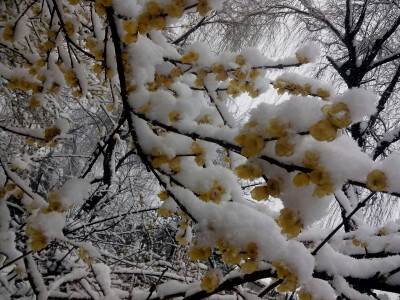 雪与腊梅