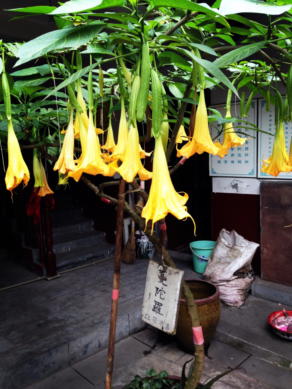 第一次见到真正的曼陀罗