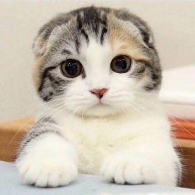 萌宠 猫 萌物 cute