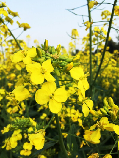 油菜花