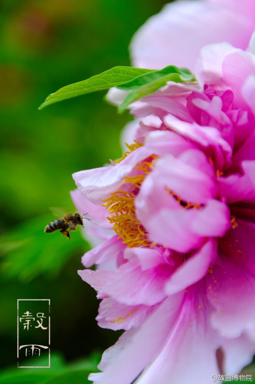 紫禁城 【谷雨】春季最后一个节气。俗话说“雨生百谷”，谷雨节气意味着寒潮天气基本结束，气温回升加快，雨量充足及时，谷类作物能茁壮生长。照片取自@故宫博物院