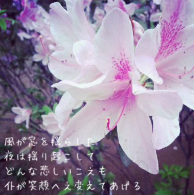 想把全世界最美的花都种在你家门口