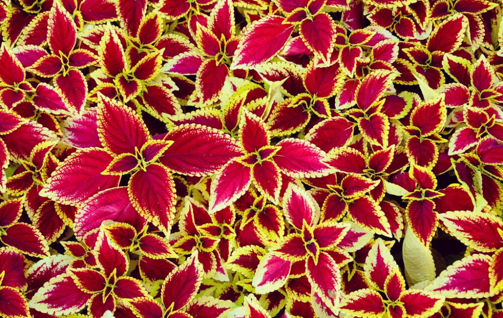 彩叶草，拉丁学名：Coleus scutellarioides  别称：五彩苏、老来少、五色草、锦紫苏 彩叶草品种极多，五色彩叶草(Var· verschaffel讯)叶片有淡黄、桃红、朱红、暗红等色斑纹