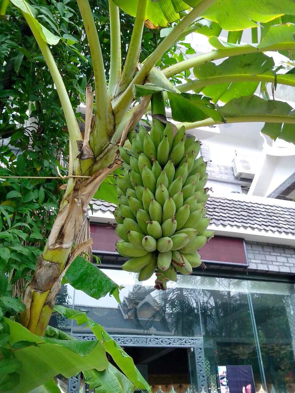 瑞丽热带水果 芭蕉